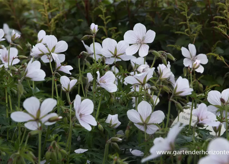 Geranium clarkei 'Kashmir White'