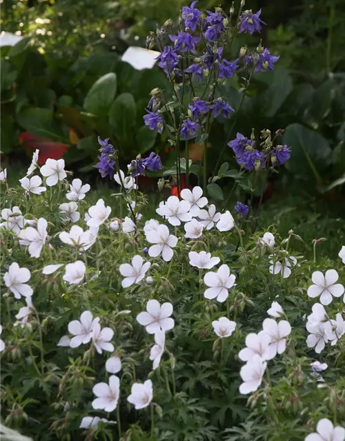 Geranium clarkei 'Kashmir White'