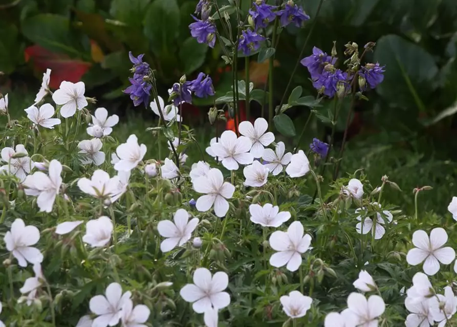 Geranium clarkei 'Kashmir White'