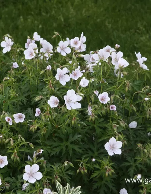 Geranium clarkei 'Kashmir White'