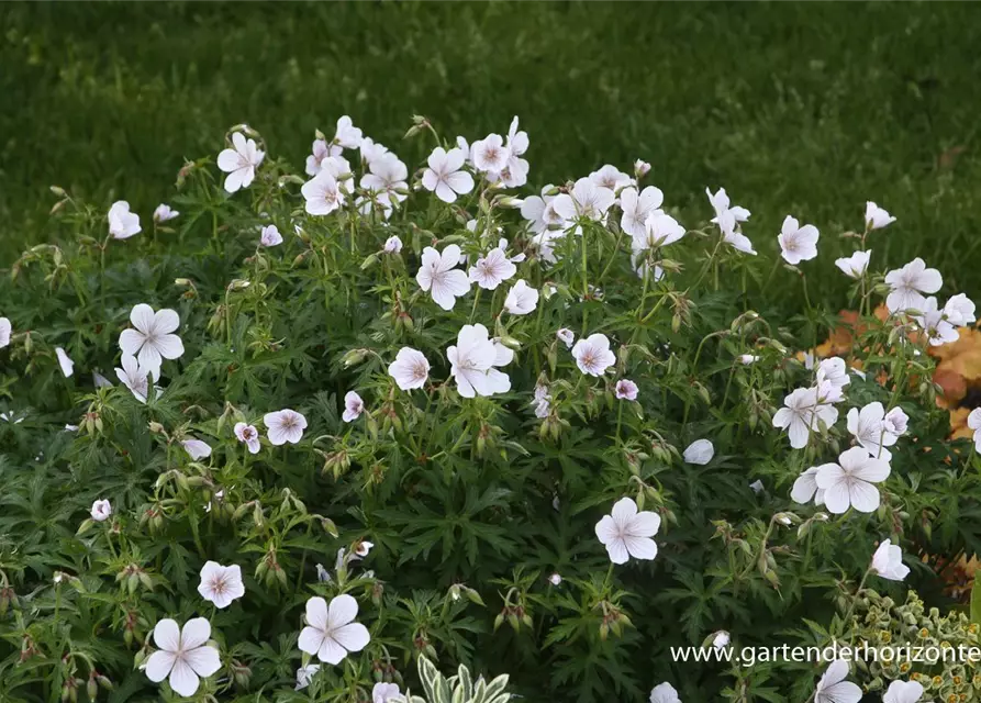 Geranium clarkei 'Kashmir White'