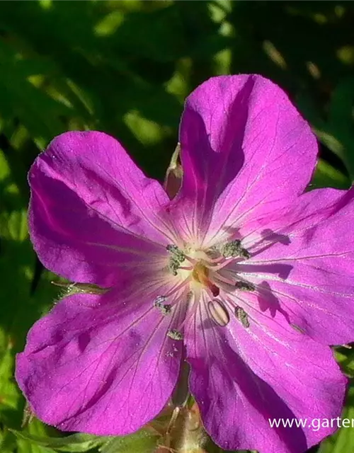 Geranium clarkei 'Kashmir White'