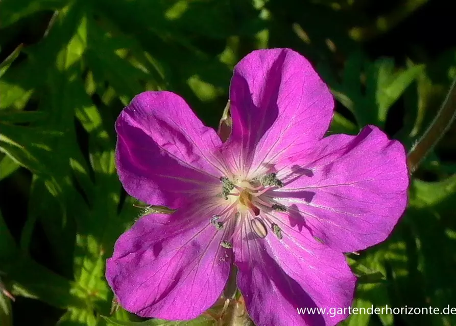 Geranium clarkei 'Kashmir White'