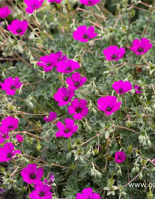 Geranium cinereum subcaulesc.'Giuseppii'