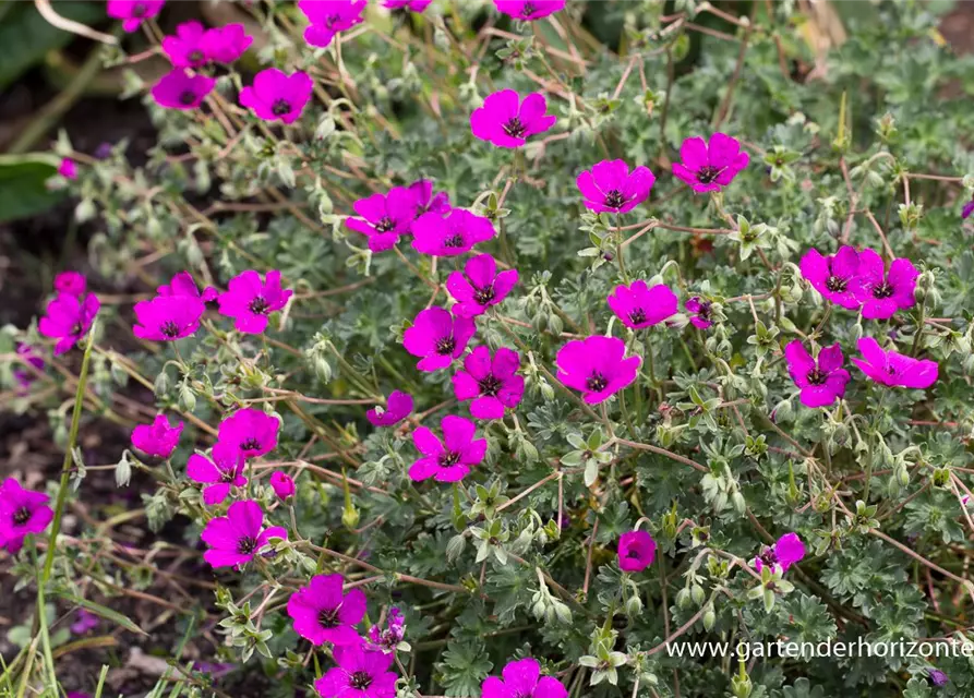 Geranium cinereum subcaulesc.'Giuseppii'