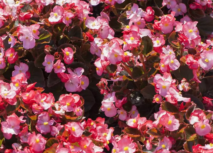 Begonia semperflorens