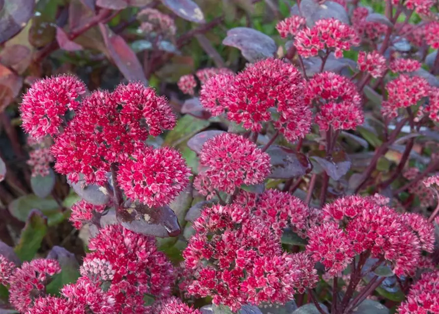 Großes Garten-Fettblatt 'Red Cauli'®