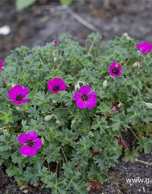 Geranium cinereum subcaulesc.'Giuseppii'