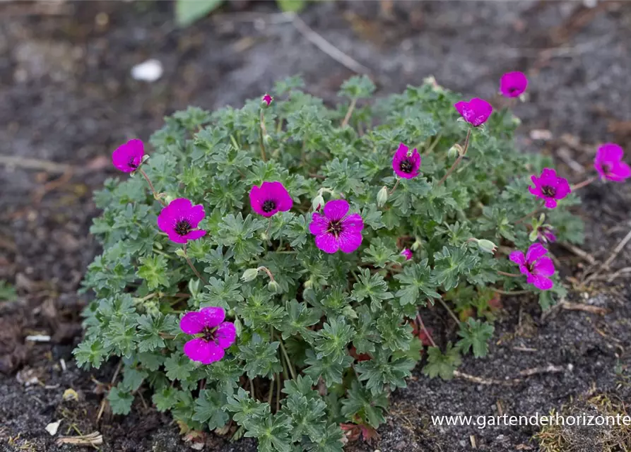 Geranium cinereum subcaulesc.'Giuseppii'