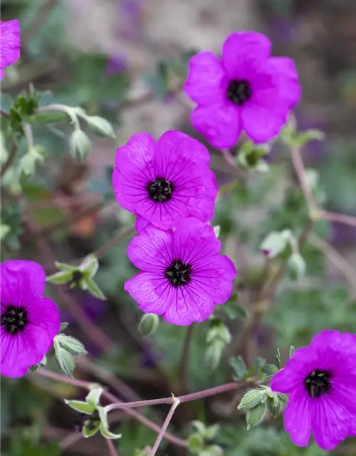 Geranium cinereum subcaulesc.'Giuseppii'