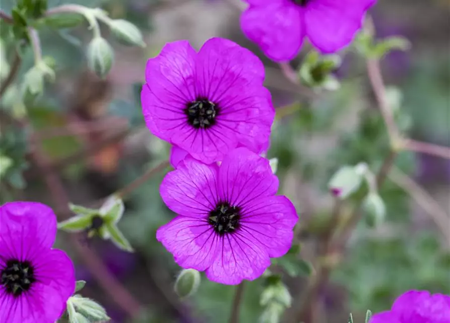 Geranium cinereum subcaulesc.'Giuseppii'