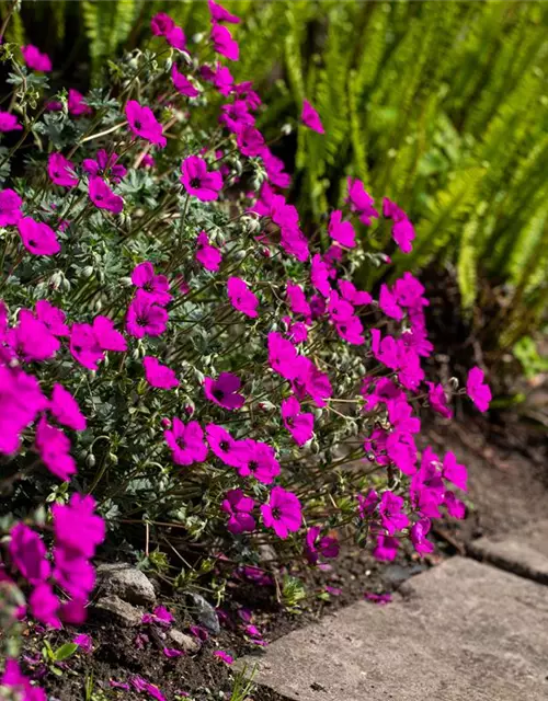 Geranium cinereum subcaulesc.'Giuseppii'