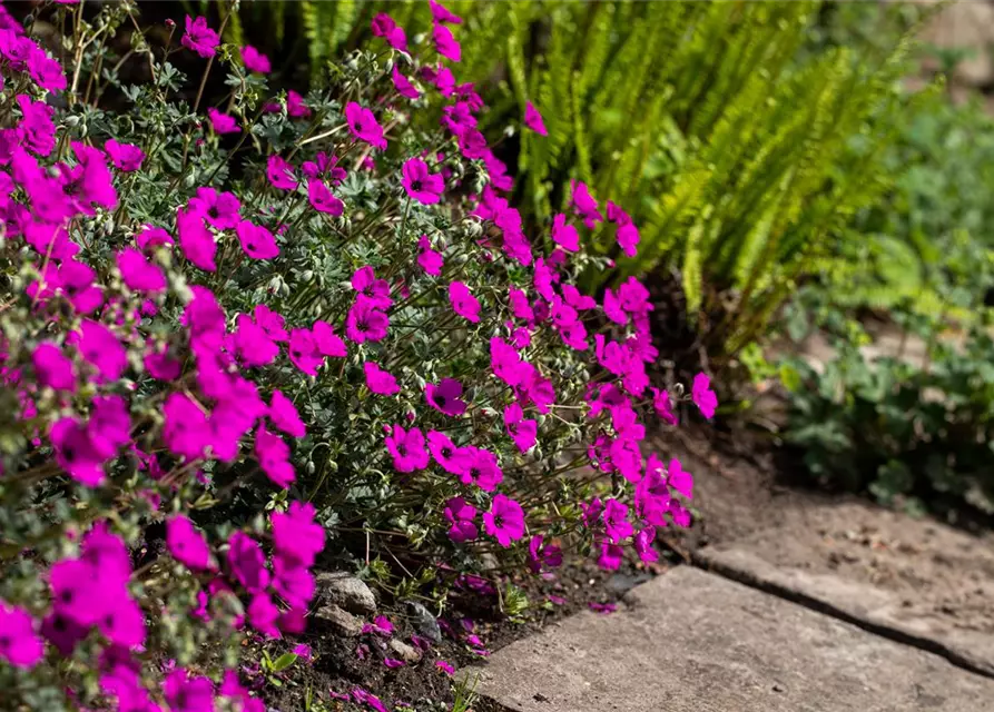 Geranium cinereum subcaulesc.'Giuseppii'