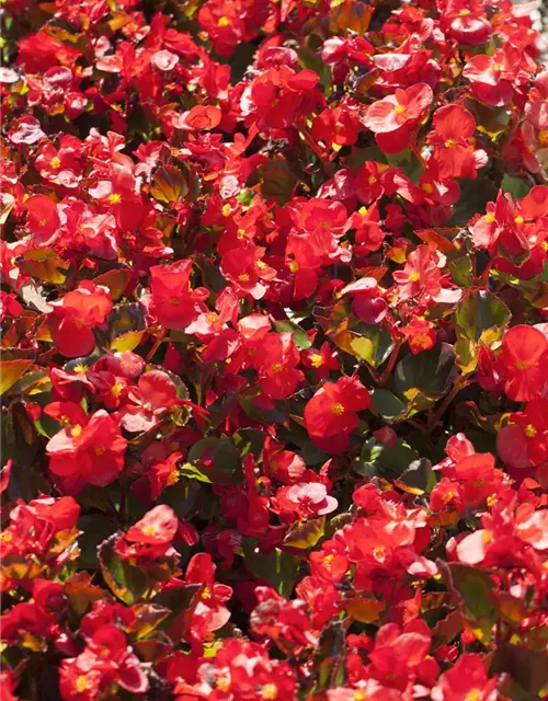 Begonia semperflorens