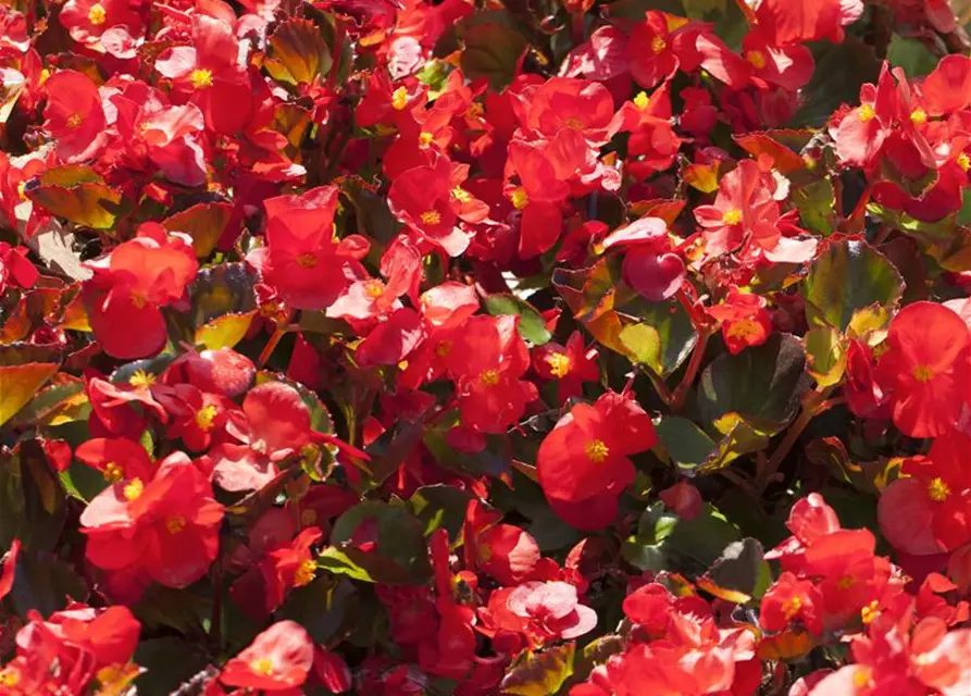 Begonia semperflorens