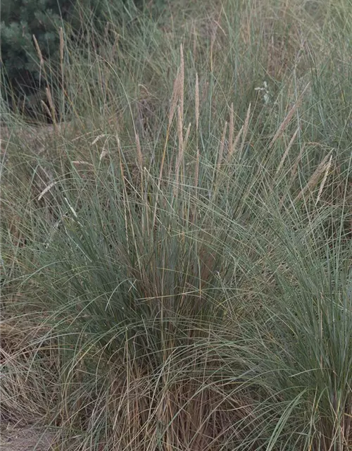 Gewöhnlicher Strandhafer