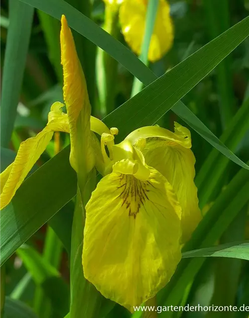 Iris pseudacorus