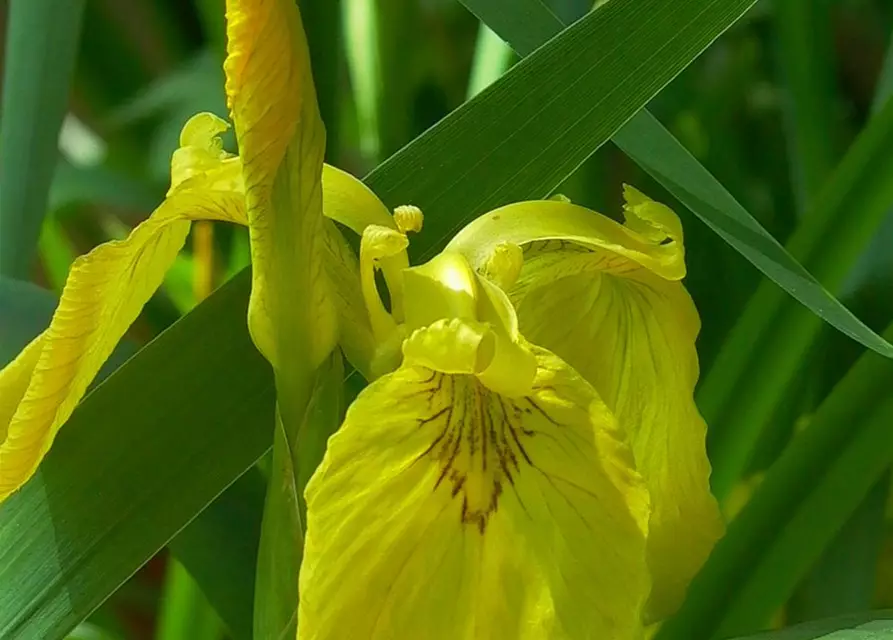 Iris pseudacorus