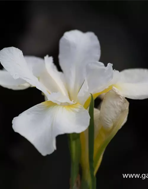 Iris sibirica 'White Swirl'