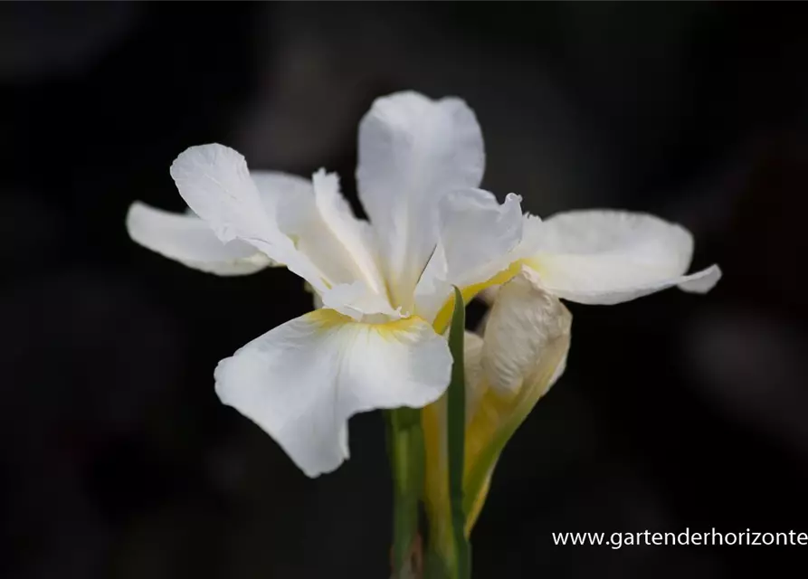 Iris sibirica 'White Swirl'