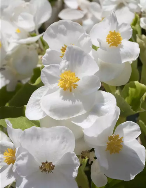 Begonia semperflorens