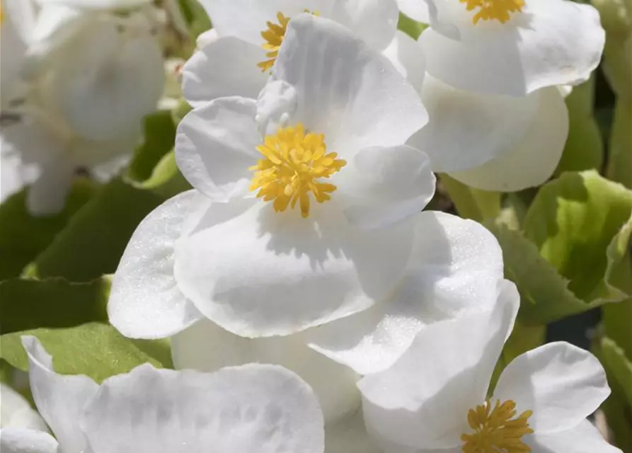 Begonia semperflorens