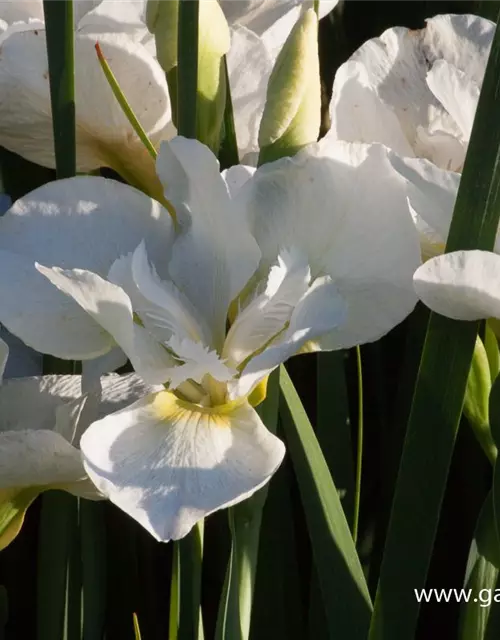 Iris sibirica 'White Swirl'