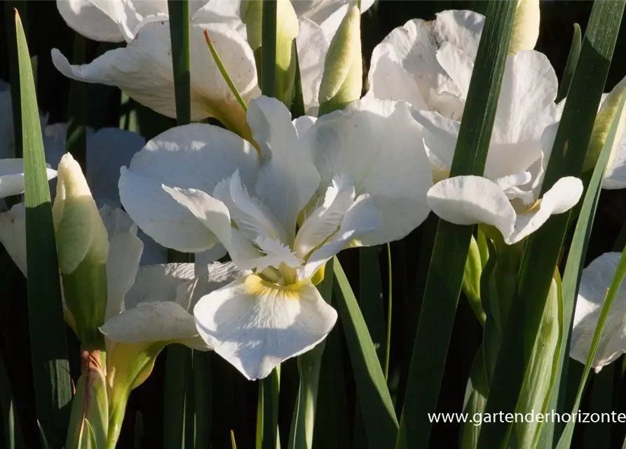 Iris sibirica 'White Swirl'