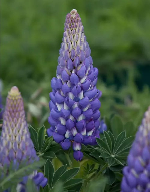 Garten-Lupine 'Persian Slipper'®