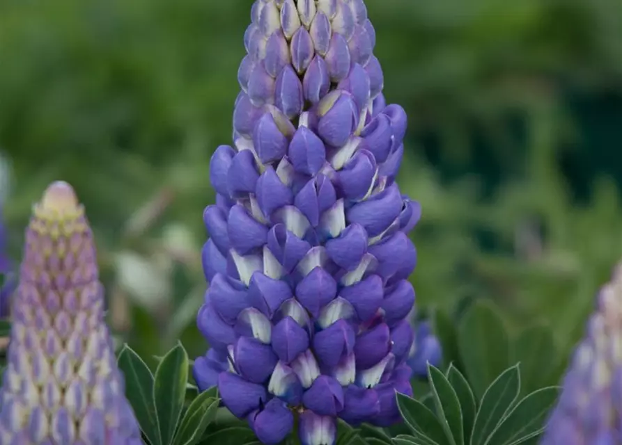 Garten-Lupine 'Persian Slipper'®