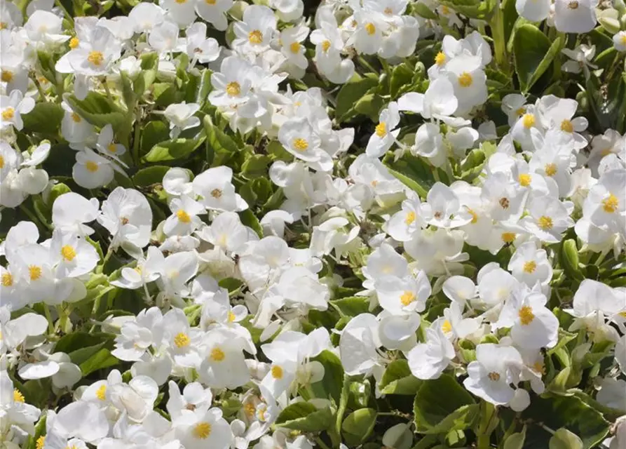 Begonia semperflorens