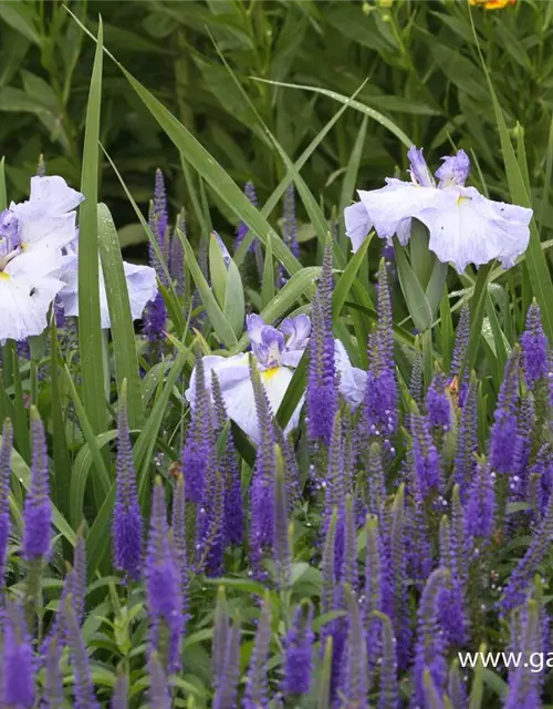 Langblättriger Garten-Ehrenpreis 'Blauriesin'