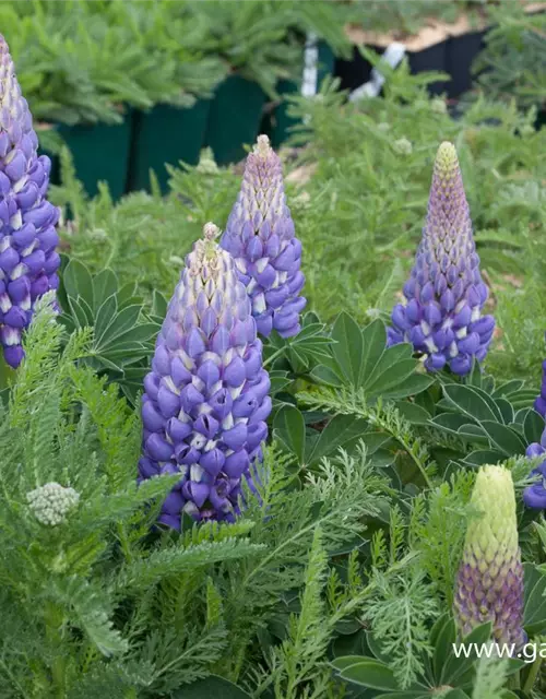 Garten-Lupine 'Persian Slipper'®