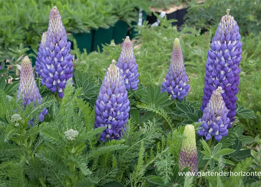 Garten-Lupine 'Persian Slipper'®