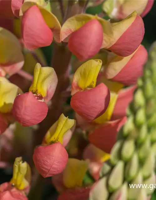 Garten-Lupine 'Gladiator'