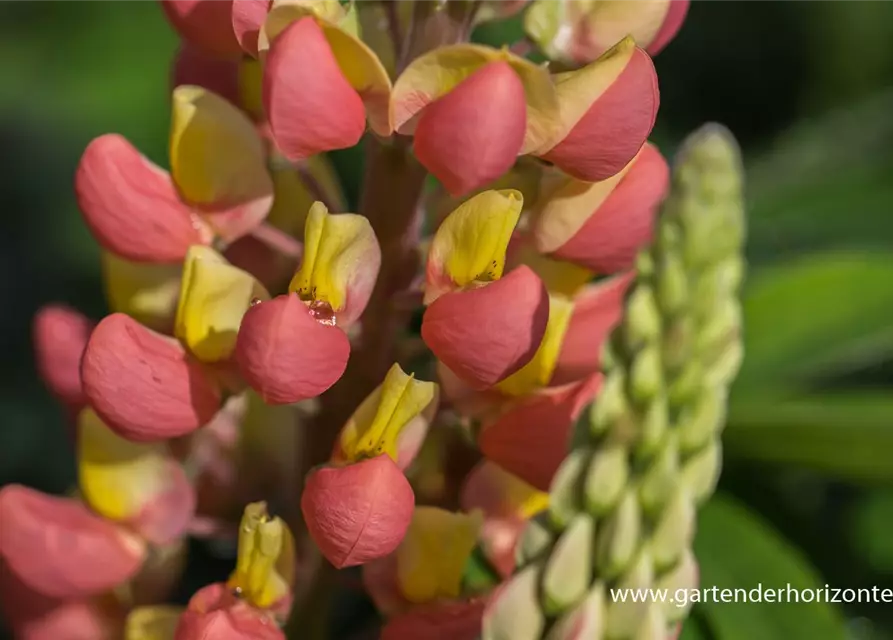 Garten-Lupine 'Gladiator'