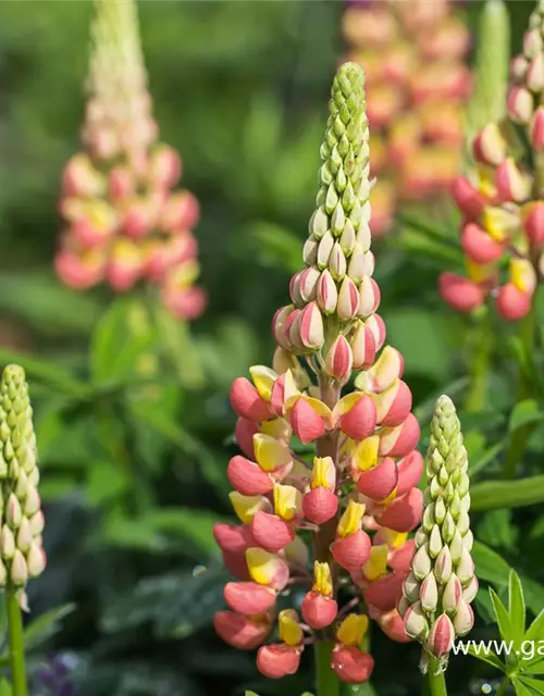 Garten-Lupine 'Gladiator'