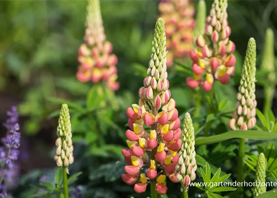 Garten-Lupine 'Gladiator'