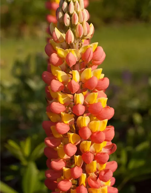 Garten-Lupine 'Gladiator'