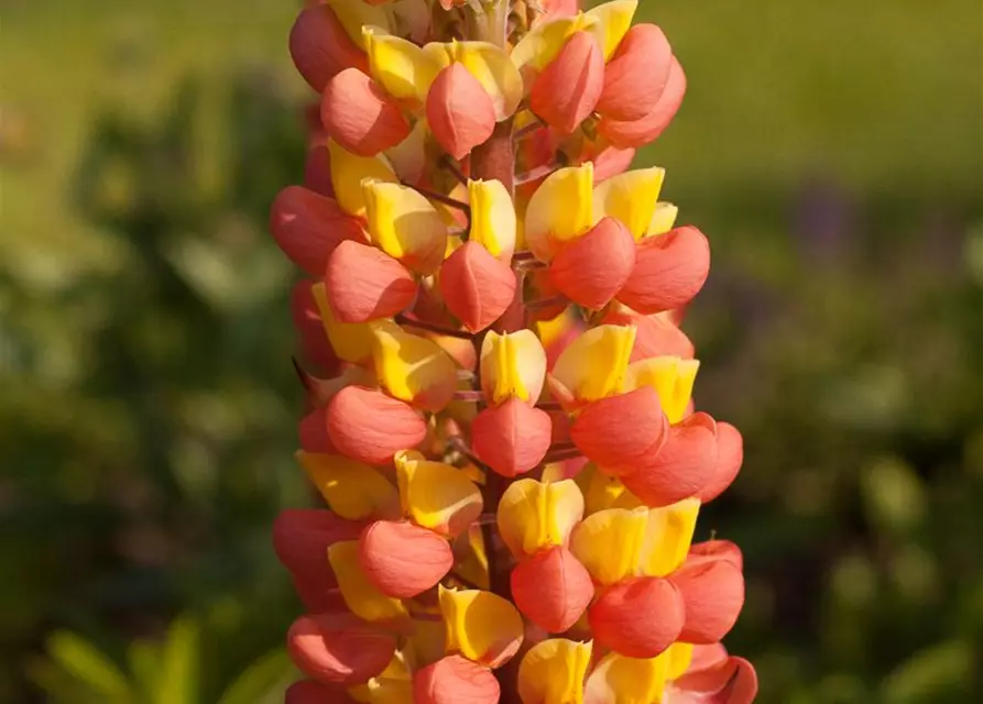 Garten-Lupine 'Gladiator'