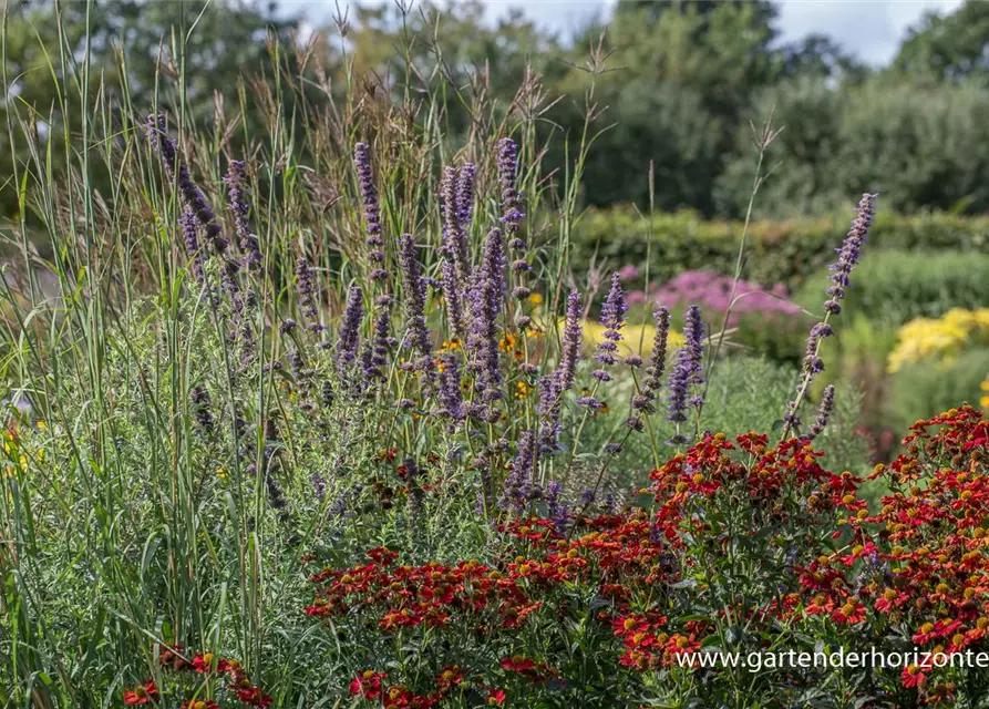 Garten-Duftnessel 'Serpentine'