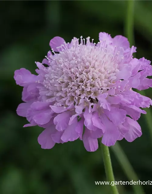 Garten-Tauben-Skabiose 'Pink Mist'