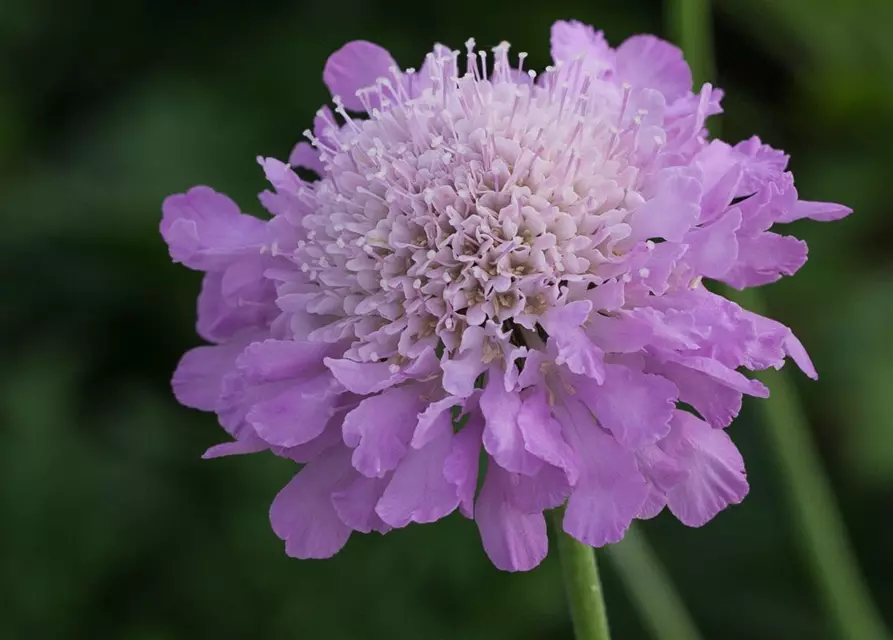 Garten-Tauben-Skabiose 'Pink Mist'