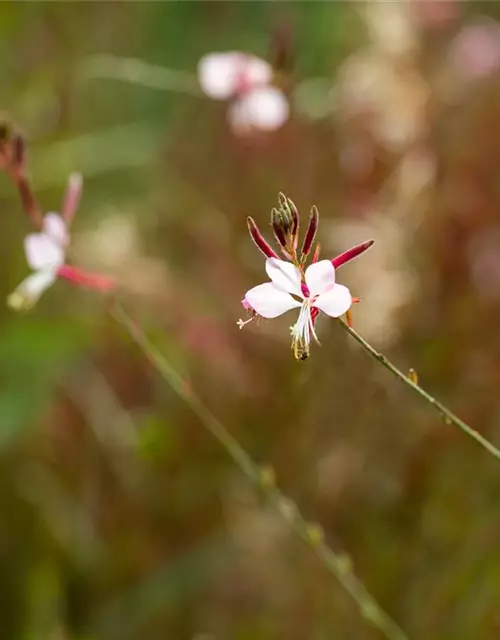 Gaura lindheimerii, weiß