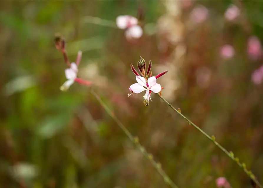 Gaura lindheimerii, weiß