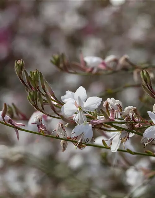 Gaura lindheimerii, weiß