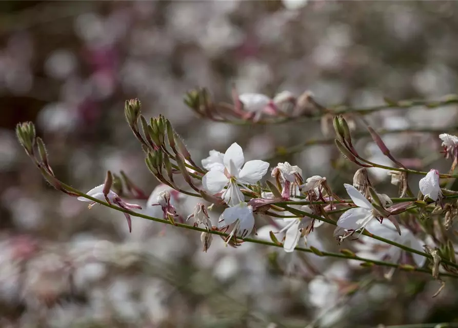 Gaura lindheimerii, weiß