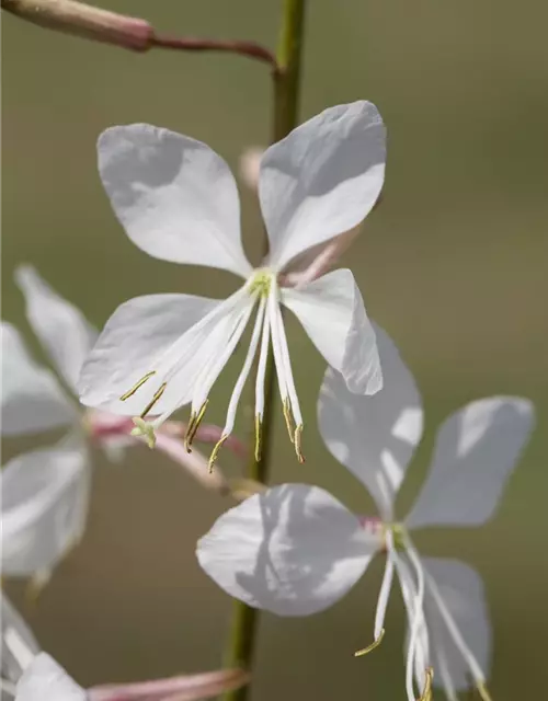 Gaura lindheimerii, weiß