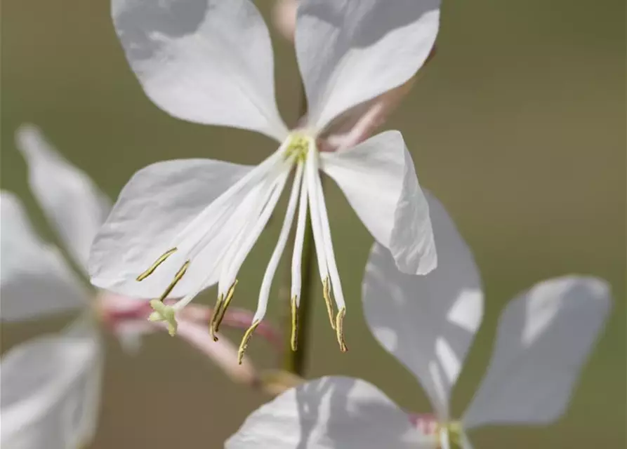 Gaura lindheimerii, weiß