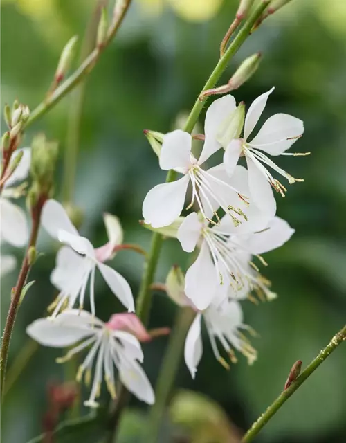 Gaura lindheimerii, weiß